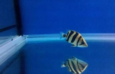 10cm虎魚吃什么：10cm虎魚的飲食選擇較為多樣