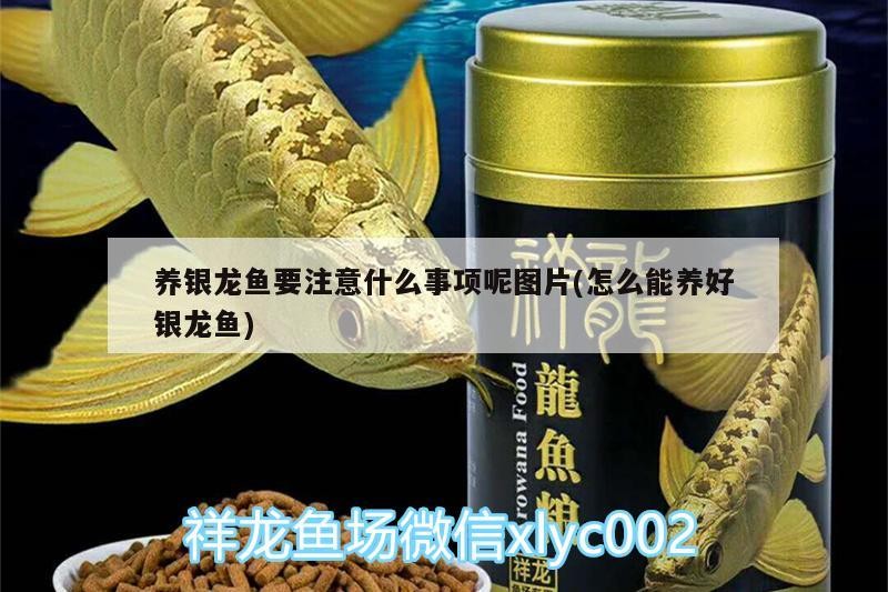 養(yǎng)銀龍魚要注意什么事項呢圖片(怎么能養(yǎng)好銀龍魚) 銀龍魚百科 第2張 養(yǎng)銀龍魚要注意什么事項呢圖片(怎么能養(yǎng)好銀龍魚) 養(yǎng)銀龍魚要注意什么事項呢圖片(怎么能養(yǎng)好銀龍魚) 銀龍魚百科 第2張