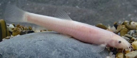 龍魚尾巴長白疙瘩vs祥龍魚場：龍魚尾巴長白疙瘩怎么辦
