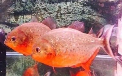 虎魚多長時間喂一次:虎魚的喂食頻率主要取決于其食性和飼養者的偏好 虎魚百科 第2張 虎魚多長時間喂一次:虎魚的喂食頻率主要取決于其食性和飼養者的偏好 虎魚多長時間喂一次:虎魚的喂食頻率主要取決于其食性和飼養者的偏好 虎魚百科 第2張