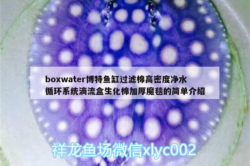 boxwater博特魚缸過濾棉高密度凈水循環(huán)系統(tǒng)滴流盒生化棉加厚魔毯的簡單介紹 boxwater博特魚缸過濾棉高密度凈水循環(huán)系統(tǒng)滴流盒生化棉加厚魔毯的簡單介紹 博特水族