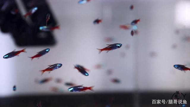 冷水兇猛魚觀賞魚（冷水兇猛魚觀賞魚能活多久）