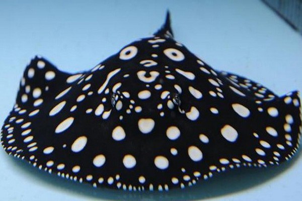 回來第一件事就是喂魚