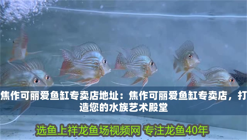 焦作可麗愛魚缸專賣店地址：焦作可麗愛魚缸專賣店，打造您的水族藝術殿堂