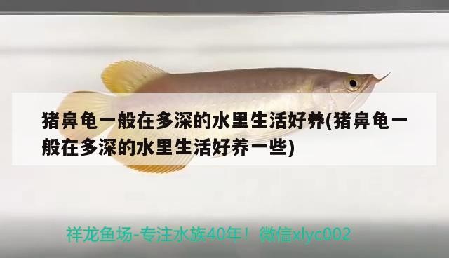 魚缸過濾器選購指南:自制魚缸過濾器魚缸上置過濾器對于養魚愛好者的必備知識 豬鼻龜一般在多深的水里生活好養(豬鼻龜一般在多深的水里生活好養一些) 豬鼻龜百科 豬鼻龜一般在多深的水里生活好養(豬鼻龜一般在多深的水里生活好養一些) 豬鼻龜一般在多深的水里生活好養(豬鼻龜一般在多深的水里生活好養一些) 豬鼻龜百科