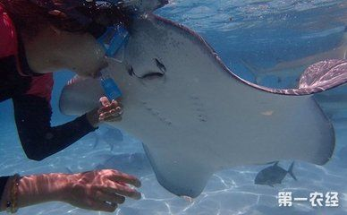 魟魚打包能活多久：魟魚打包運輸最長能存活多久？