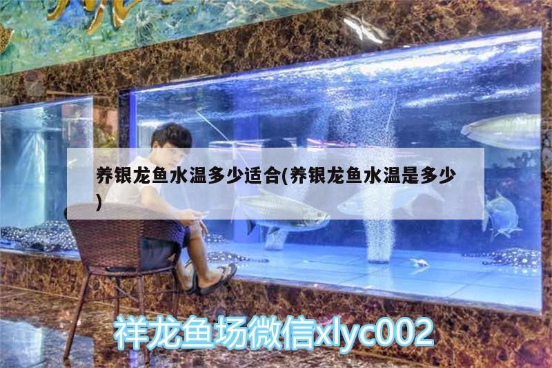 養(yǎng)銀龍魚水溫多少適合(養(yǎng)銀龍魚水溫是多少)