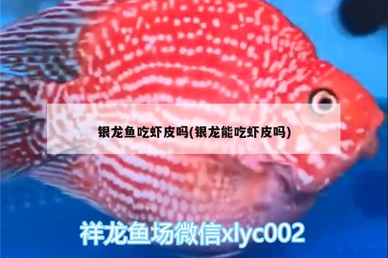 魚(yú)缸用增氧泵價(jià)格是多少:魚(yú)缸增氧機(jī)-xtrac增氧機(jī)-xtrac增氧機(jī) 銀龍魚(yú)吃蝦皮嗎(銀龍能吃蝦皮嗎) 銀龍魚(yú)百科 銀龍魚(yú)吃蝦皮嗎(銀龍能吃蝦皮嗎) 銀龍魚(yú)吃蝦皮嗎(銀龍能吃蝦皮嗎) 銀龍魚(yú)百科