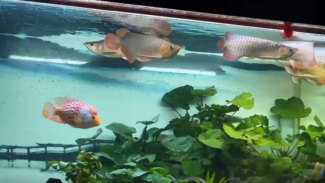 好久沒更新了。 好久沒更新了。 龍魚論壇