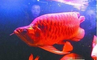 紅龍魚長到多大能變成紅色：紅龍魚變紅的詳細(xì)過程