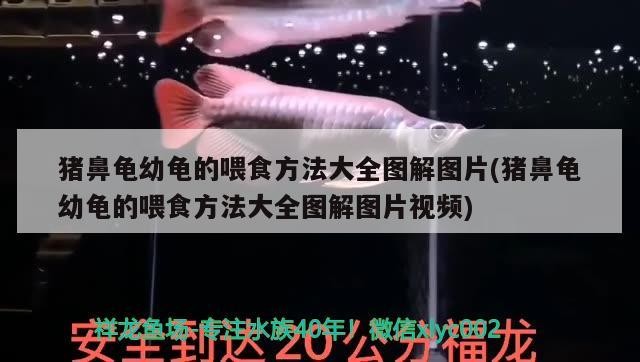 豬鼻龜幼龜的喂食方法大全圖解圖片(豬鼻龜幼龜的喂食方法大全圖解圖片視頻)