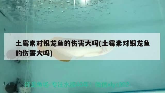 龍魚放土霉素會(huì)死嗎vs祥龍魚場(chǎng)：土霉素對(duì)龍魚的影響