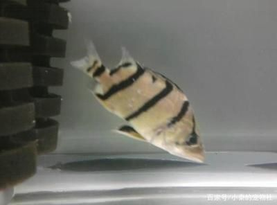 小虎魚是胎生還是卵生動物：小虎魚是卵生動物，而非胎生還是卵生動物