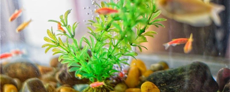 豬鼻龜的風水作用與功效視頻大全(豬鼻龜百科)