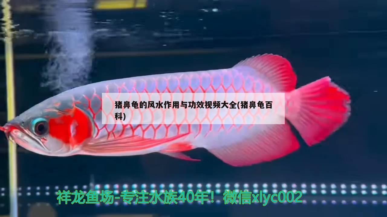 豬鼻龜的風水作用與功效視頻大全(豬鼻龜百科)