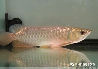 龍魚不活躍是什么原因造成的怎么治