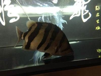 印尼虎蒙眼:印尼虎蒙眼怎么辦