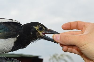 龍魚不吃食怎么調理vs祥龍魚場：龍魚不吃食怎么辦