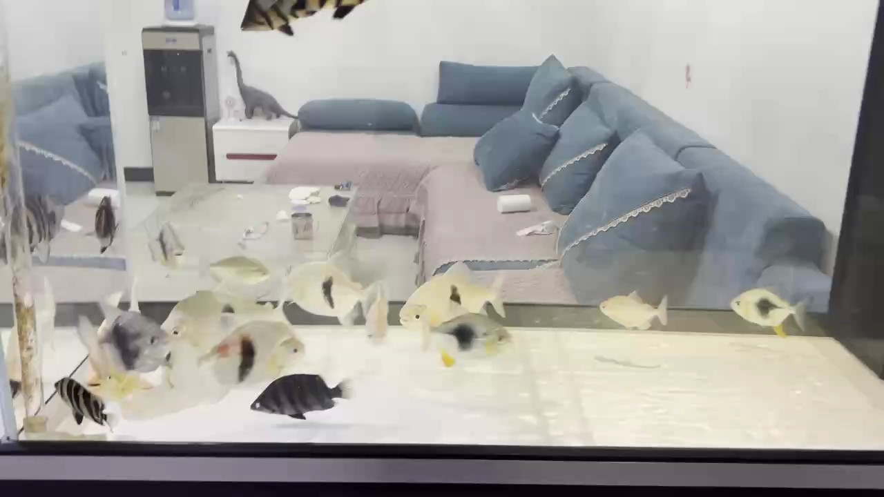 整一缸這玩意。