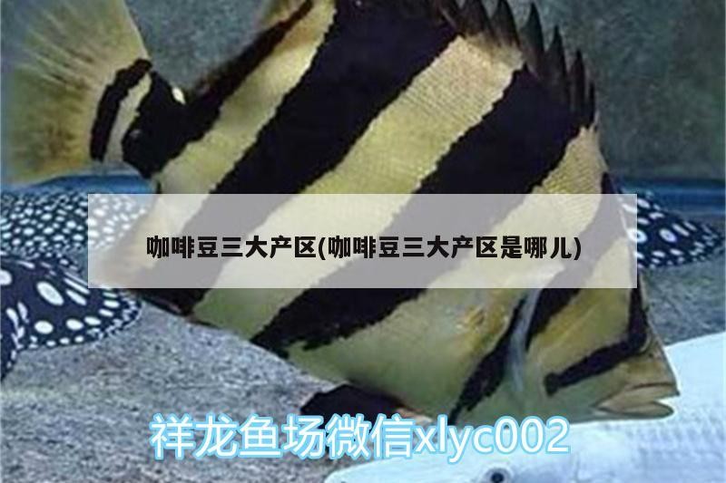 咖啡豆三大產區(咖啡豆三大產區是哪兒)