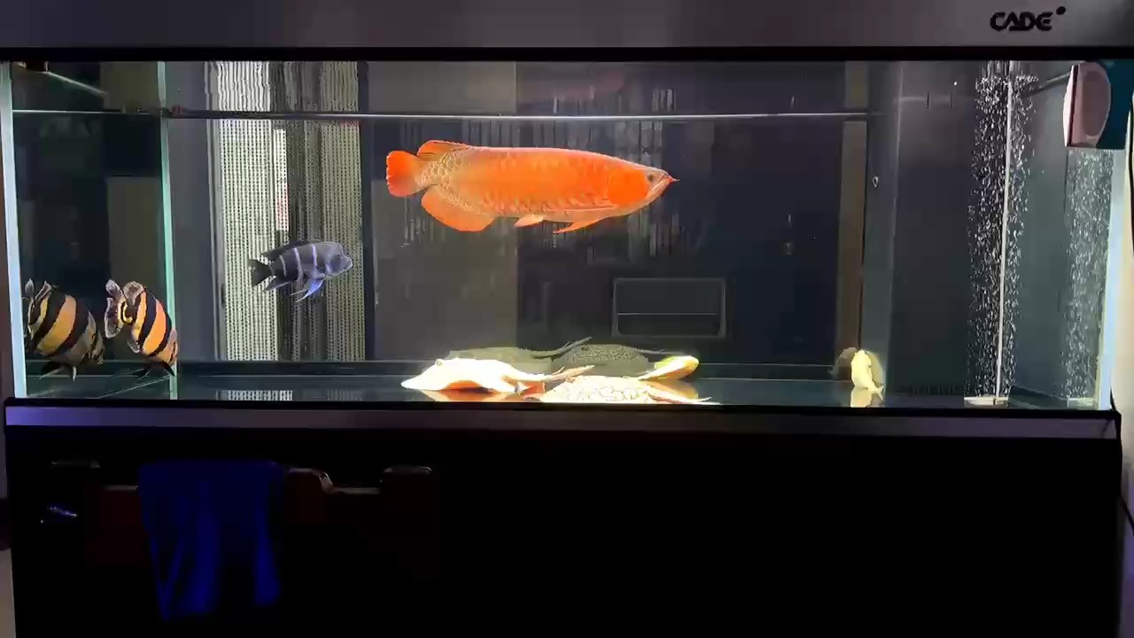 陰天，愜意的賞魚，美哉美哉