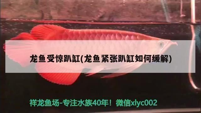 龍魚趴缸最佳恢復方法是什么vs祥龍魚場：祥龍魚場龍魚養護技巧改善龍魚趴缸環境設置 龍魚趴缸最佳恢復方法是什么vs祥龍魚場：祥龍魚場龍魚養護技巧改善龍魚趴缸環境設置 vs祥龍魚場 第1張