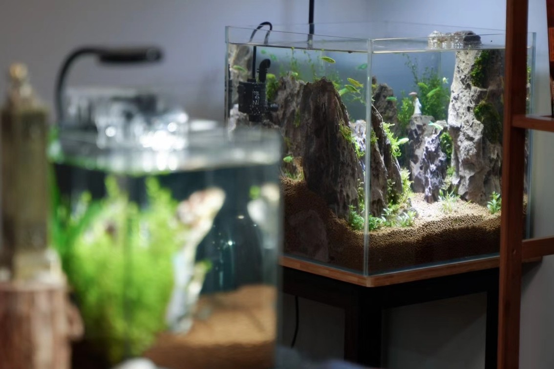 我想靜靜 我想靜靜 龍魚論壇