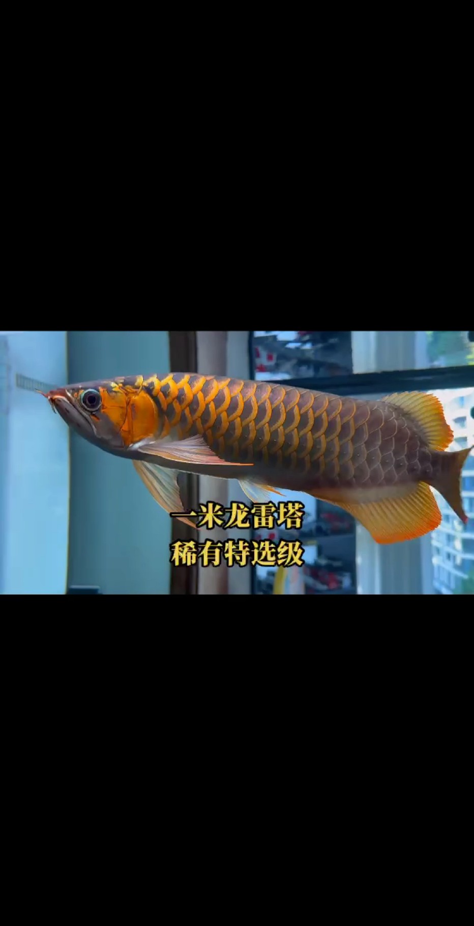 特選獨有的胸鰭和紫藍底