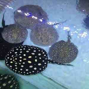 白子黑金魟魚價格:關于白子黑金魟魚的價格信息