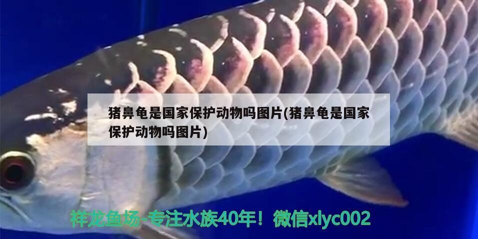 豬鼻龜是國家保護動物嗎圖片(豬鼻龜是國家保護動物嗎圖片)