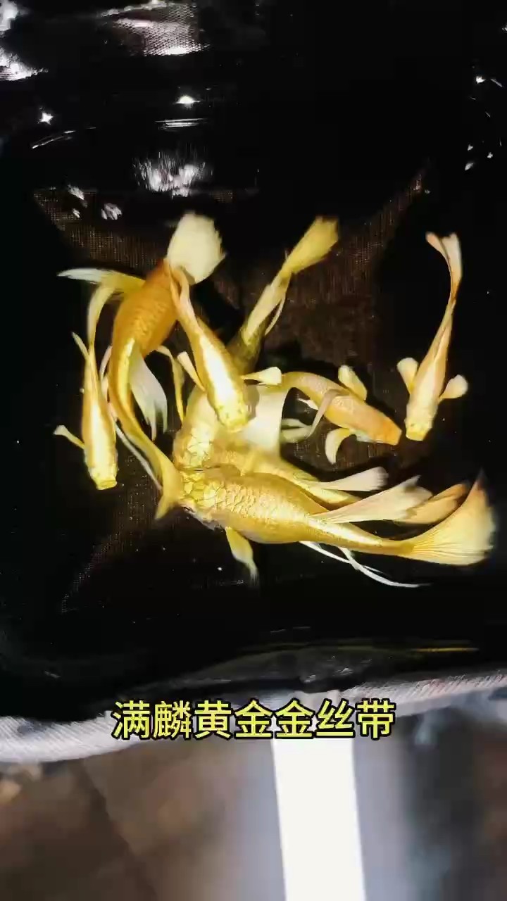 黃金大c孔雀魚#孔雀魚 #高端孔雀魚#稀有孔雀魚 黃金大c孔雀魚#孔雀魚 #高端孔雀魚#稀有孔雀魚 龍魚論壇
