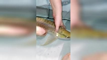 龍龜擺放的正確方法與風(fēng)水講究