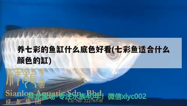 養七彩的魚缸什么底色好看(七彩魚適合什么顏色的缸)