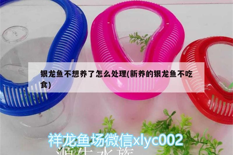 銀龍魚(yú)不想養(yǎng)了怎么處理(新養(yǎng)的銀龍魚(yú)不吃食)