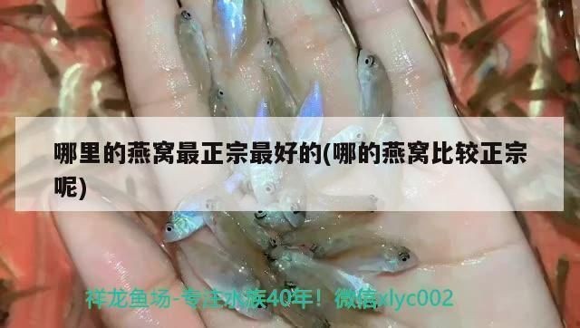 古典藍底過背金龍魚鰓藍正常嗎：古典藍底過背金龍魚是否正常