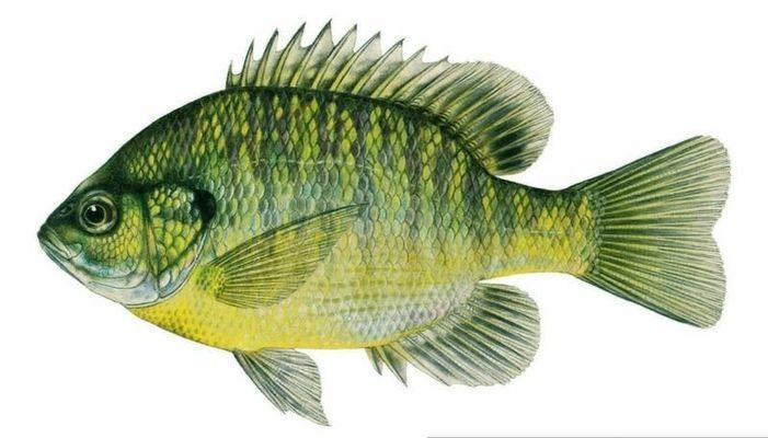 古典藍底過背金龍魚鰓藍正常嗎：古典藍底過背金龍魚是否正常