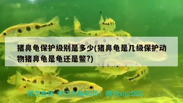 魚缸用增氧泵價格是多少:魚缸增氧機-xtrac增氧機-xtrac增氧機 豬鼻龜保護級別是多少(豬鼻龜是幾級保護動物豬鼻龜是龜還是鱉?) 豬鼻龜百科 豬鼻龜保護級別是多少(豬鼻龜是幾級保護動物豬鼻龜是龜還是鱉?) 豬鼻龜保護級別是多少(豬鼻龜是幾級保護動物豬鼻龜是龜還是鱉?) 豬鼻龜百科
