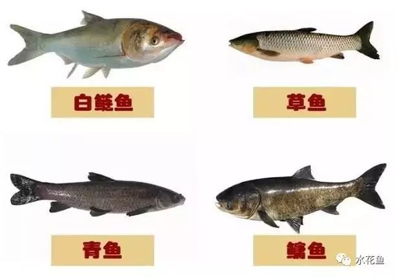 龍鳳呈祥與生肖相沖，哪些屬相需謹(jǐn)慎？