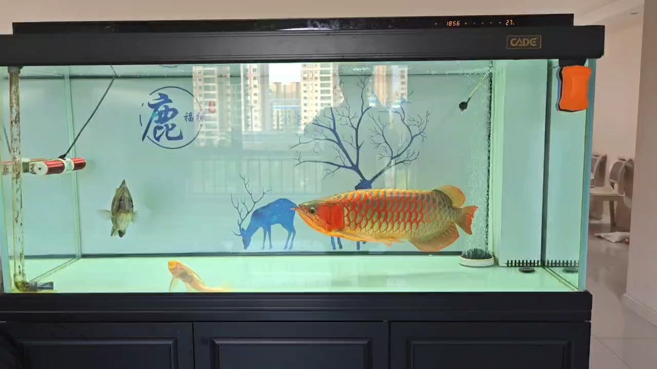 這就是魚商所謂的白玉底嗎