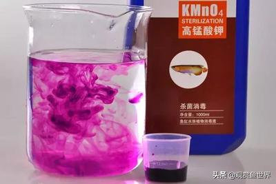 龍躉魚與石斑的區(qū)別，從外形到口感的全面解析