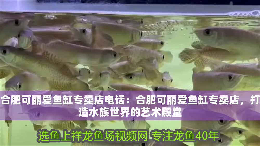 合肥可麗愛魚缸專賣店電話：合肥可麗愛魚缸專賣店，打造水族世界的藝術殿堂