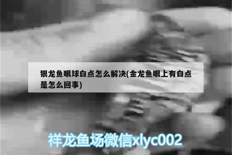 銀龍魚(yú)眼球白點(diǎn)怎么解決(金龍魚(yú)眼上有白點(diǎn)是怎么回事)