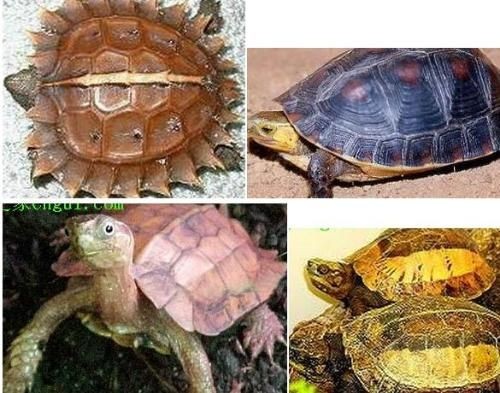 豬鼻龜有幾種：大洋洲豬鼻龜科豬鼻龜?shù)氖匙V有哪些變化