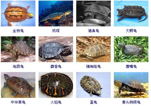 豬鼻龜有幾種：大洋洲豬鼻龜科豬鼻龜的食譜有哪些變化