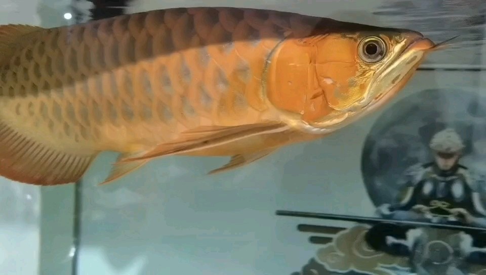 不開燈龍魚的效果