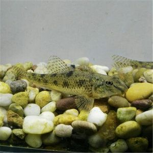 印度虎魚圖片及價格：印度虎魚圖片及價格飼養(yǎng)注意事項印度虎魚圖片及價格