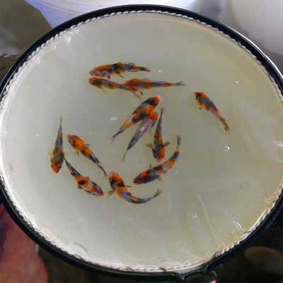 龍擺件不用了能扔嗎？正確處理風(fēng)水?dāng)[件的注意事項(xiàng)