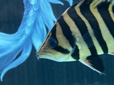 虎魚在一起打架嗎：虎魚會打架嗎