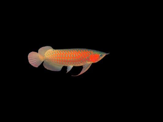 印度尼西亞紅龍魚價格多少一條：印度尼西亞紅龍魚價格