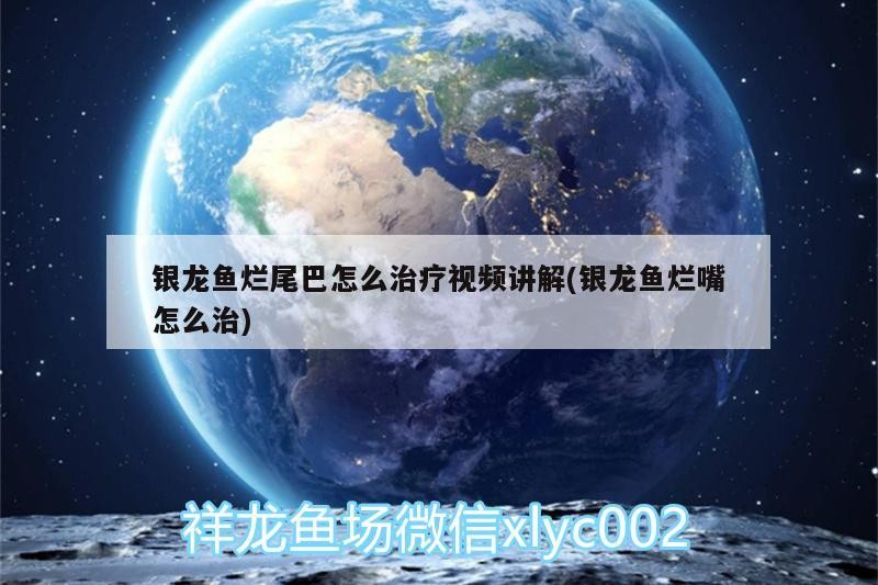 銀龍魚爛尾巴怎么治療視頻講解(銀龍魚爛嘴怎么治)